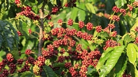 Produtores de café aguardam chuvas para consolidar floradas