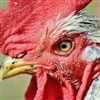 Projeto de lei traz mais segurança para os plantéis de aves