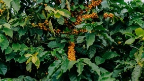 Iniciativa da Syngenta impulsiona sustentabilidade 