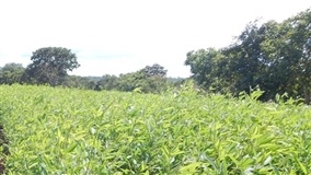 Cobertura e semeadura reduzem mato em lavouras orgânicas