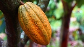 Produção fora da África impulsiona superávit global de cacau