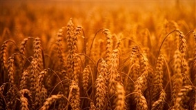 Safra de trigo tem alta na produtividade, mas menor área