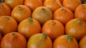 Tratores ganham protagonismo na mecanização das laranjas