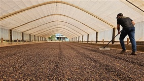 Crescimento da cafeicultura nas Matas de Rondônia