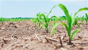 Semeadura do milho avança na Argentina