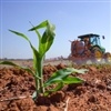 MT: área plantada de milho para a safra 23/24 tem redução