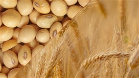 Trigo rompe resistência e milho mantém força; soja recua