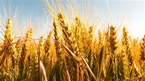 Produtividade da cevada se mantém dentro do previsto