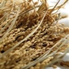 Avanço na semeadura e tarefas culturais do arroz no RS