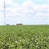 Desafios climáticos afetam produção em MS