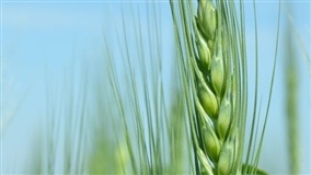 Fertilizante nacional reúne nutrientes essenciais