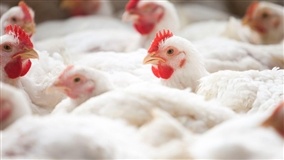 Brasil aguarda retorno das exportações de frango para China