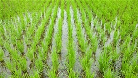 RS atinge 57% da semeadura do arroz para a safra 2025/26