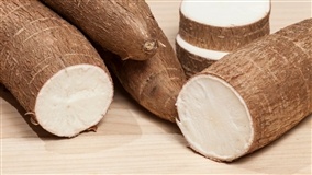 Epagri avalia cultivares e receitas de mandioca em SC