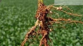 Pseudomonas: aliadas no biocontrole de nematoides