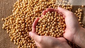 Soja: lucros de até 27% pedem venda imediata