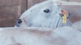 Chegada das chuvas: como controlar a mosca-dos-chifres 