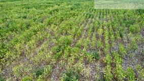 Proteção contra nematoides começa no tratamento das sementes