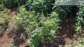 Caruru acelera ciclo e desafia manejo no Cerrado