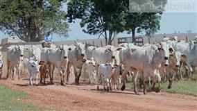 Sanidade ganha protagonismo em novo cenário da pecuária