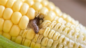 Manejo Integrado de Pragas