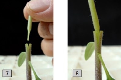 Enxertia em cafeeiros - técnicas novas e mais simples