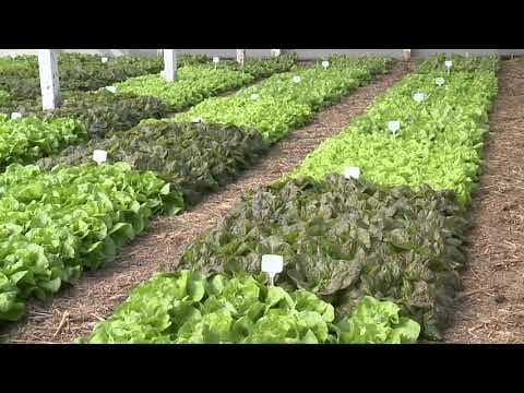 Sistema de plantio direto de hortaliças em cultivo protegido