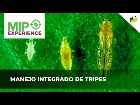 Manejo integrado de tripes