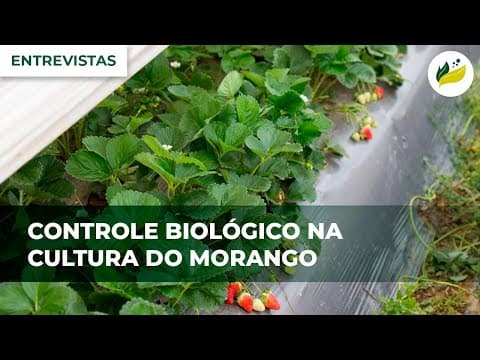 Controle Biológico na cultura do morango - Tendência entre os produtores do sul de Minas