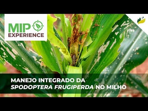 Manejo Integrado da Spodoptera frugiperda no milho