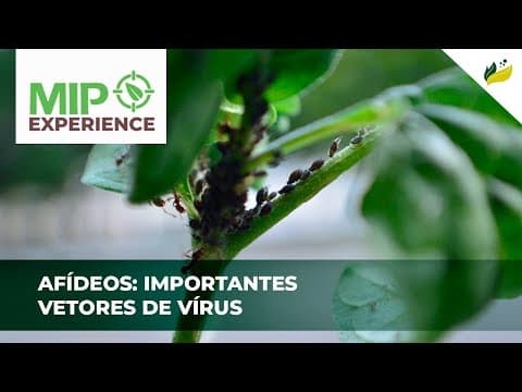 Afídeos: importantes vetores de vírus