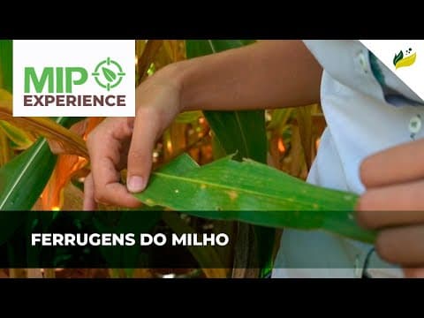 As ferrugens do milho