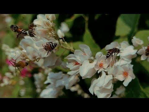 Mais laranjas, mais abelhas