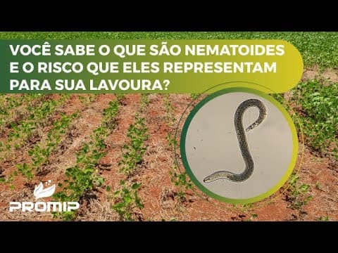 Você sabe o que são nematoides e o risco que eles representam para sua lavoura?
