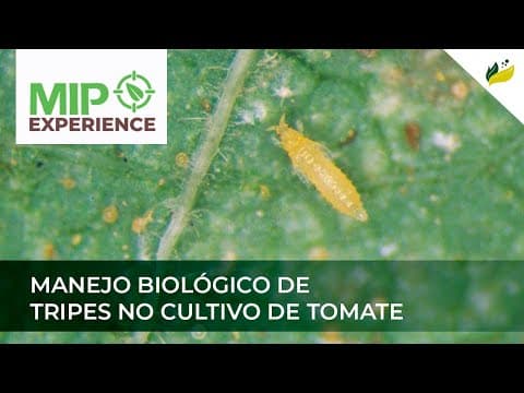 Manejo biológico de tripes no cultivo de tomate - MIP Experience