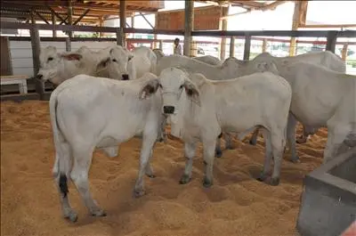 Expoagro Afubra 2015