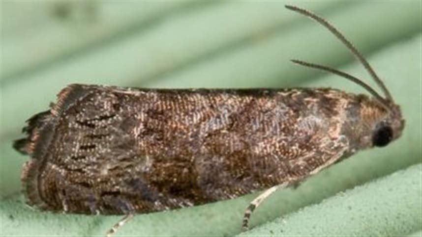 Feromônio é trunfo no controle da Mariposa oriental