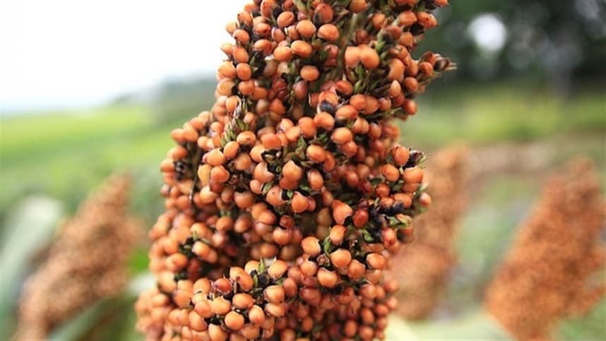 Produção de sorgo deve avançar nesta safra