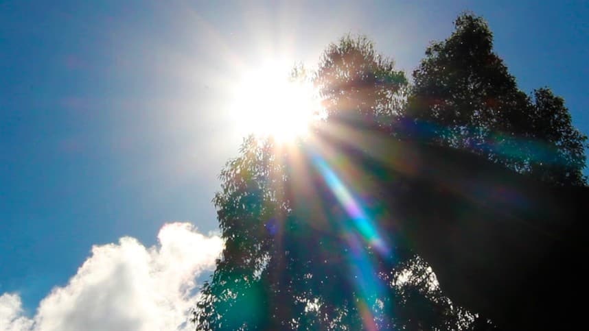 Arrecadação com concessão florestal cresce 60%