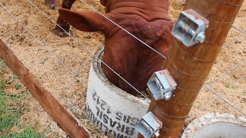  Boas práticas no manejo melhoram saúde de bezerros 