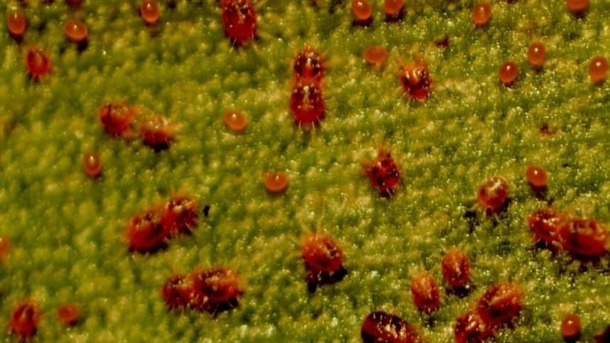 Brasil registra biológico inédito para controle do ácaro vermelho