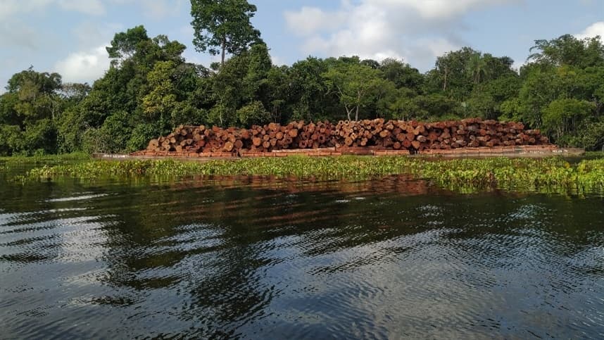 Estudo avalia produção madeireira em concessões florestais 