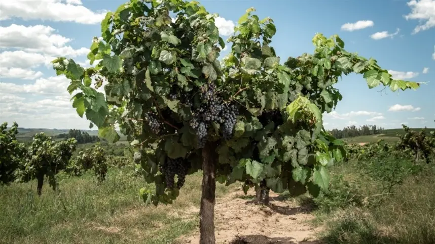 Vinhas Velhas Tannat da Miolo nasce de  vinhedo com 50 anos, reconhecido pelo Old Vine Registry