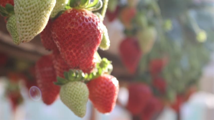 Frio favorece doenças em cultivos de morango