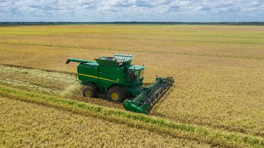 Preços mundiais do arroz mais baixos desde junho 2023 