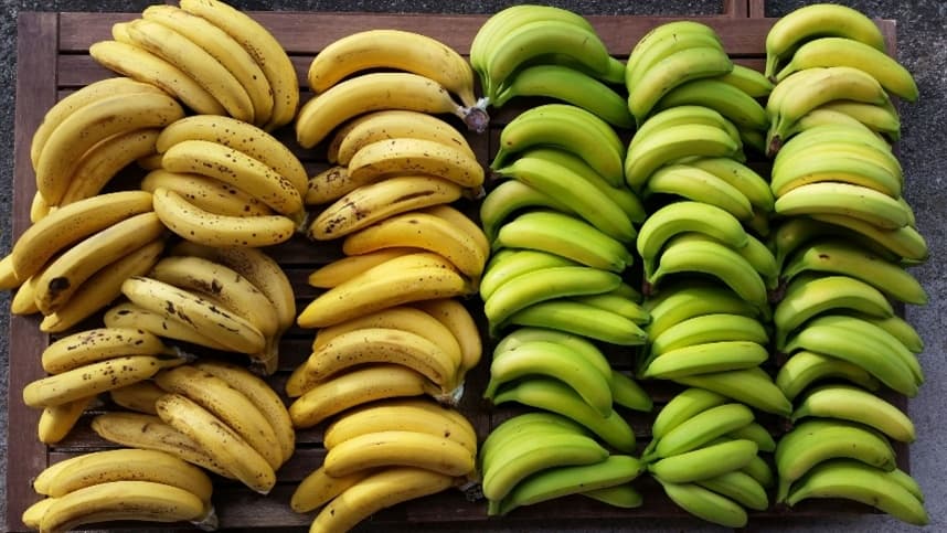 Pesquisa estabelece padrão para a produção da farinha de banana verde