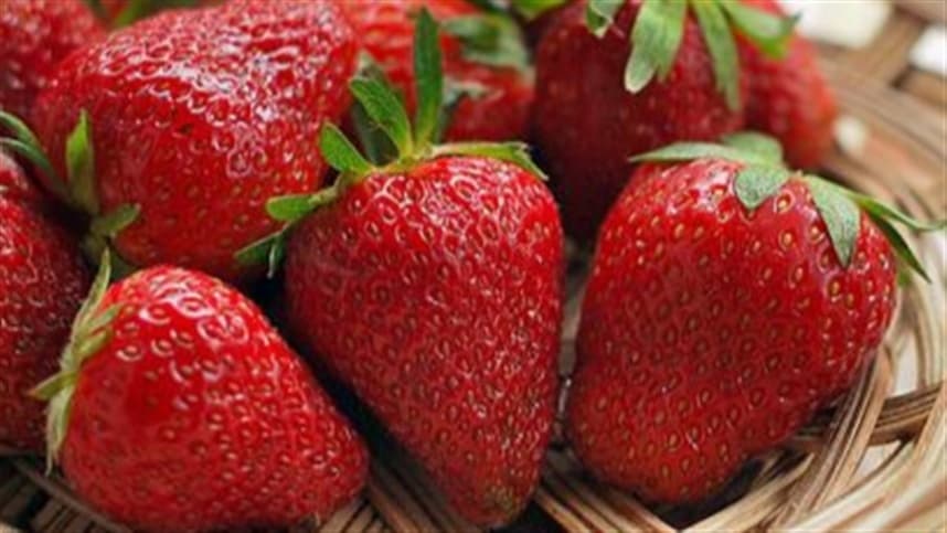 Clima favorece produção de morango no Rio Grande do Sul