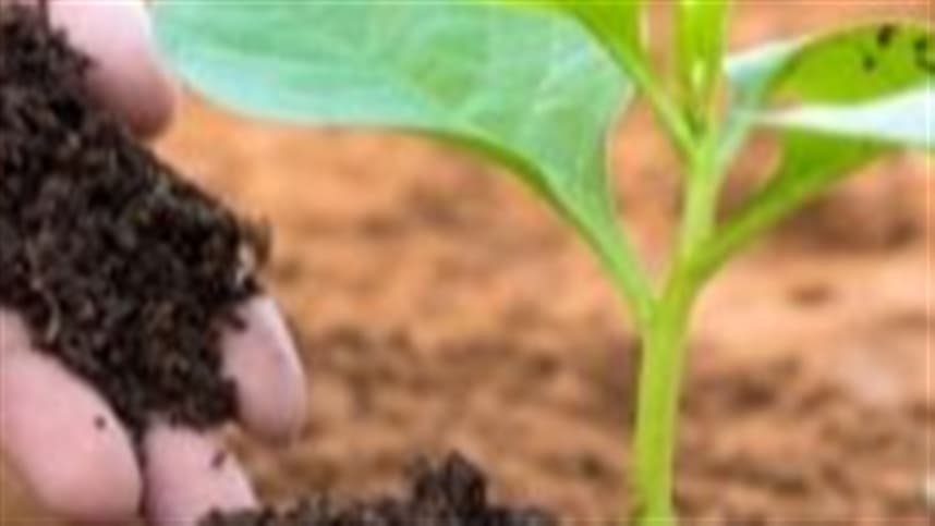Adubação de plantio em tomate estaqueado