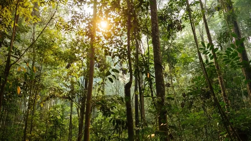 Maior congresso de pesquisa florestal do mundo deverá reunir 3 mil pessoas 