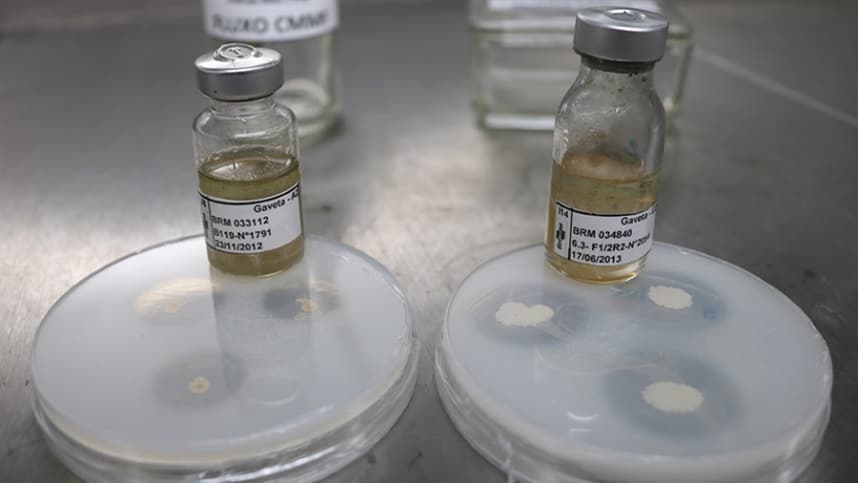 Lançado na Argentina consorcio microbiano